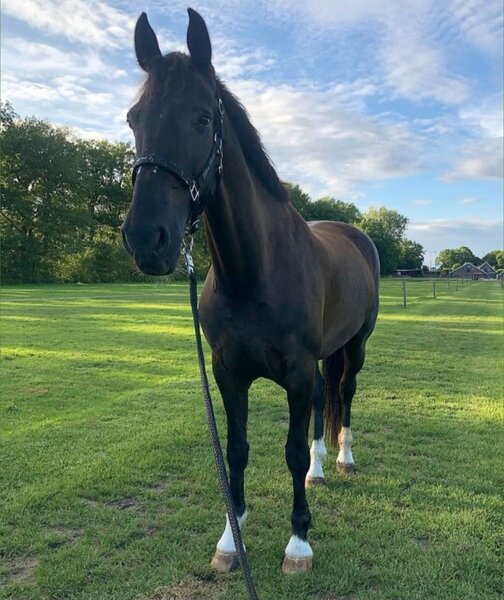 Cal de vanzare rasa pursange englez,