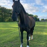 Cal de vanzare rasa pursange englez